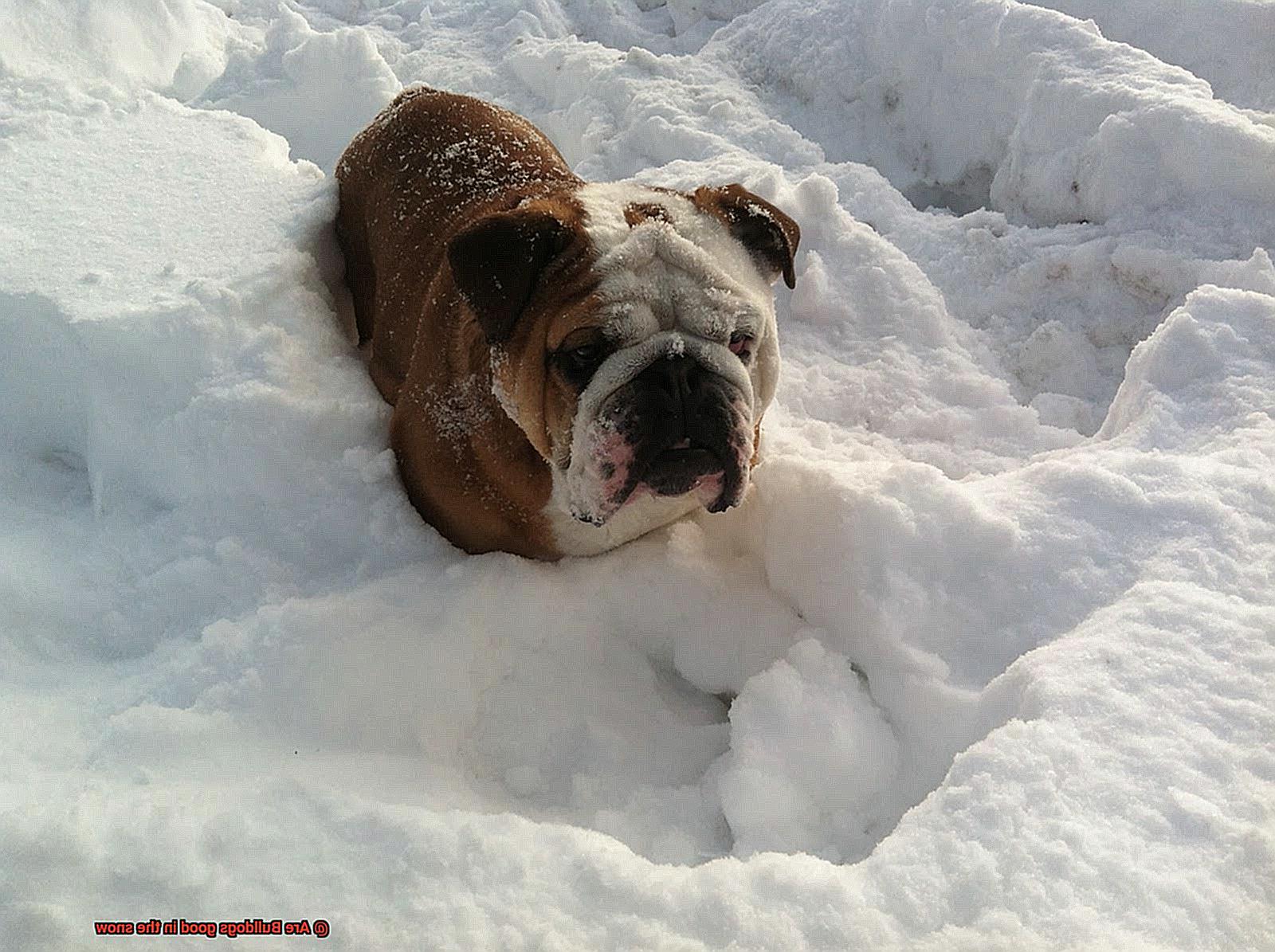 Are Bulldogs good in the snow-10