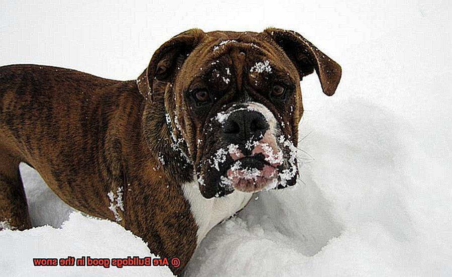 Are Bulldogs good in the snow-12