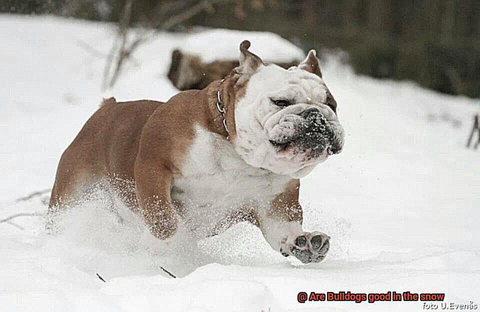 Are Bulldogs good in the snow-11