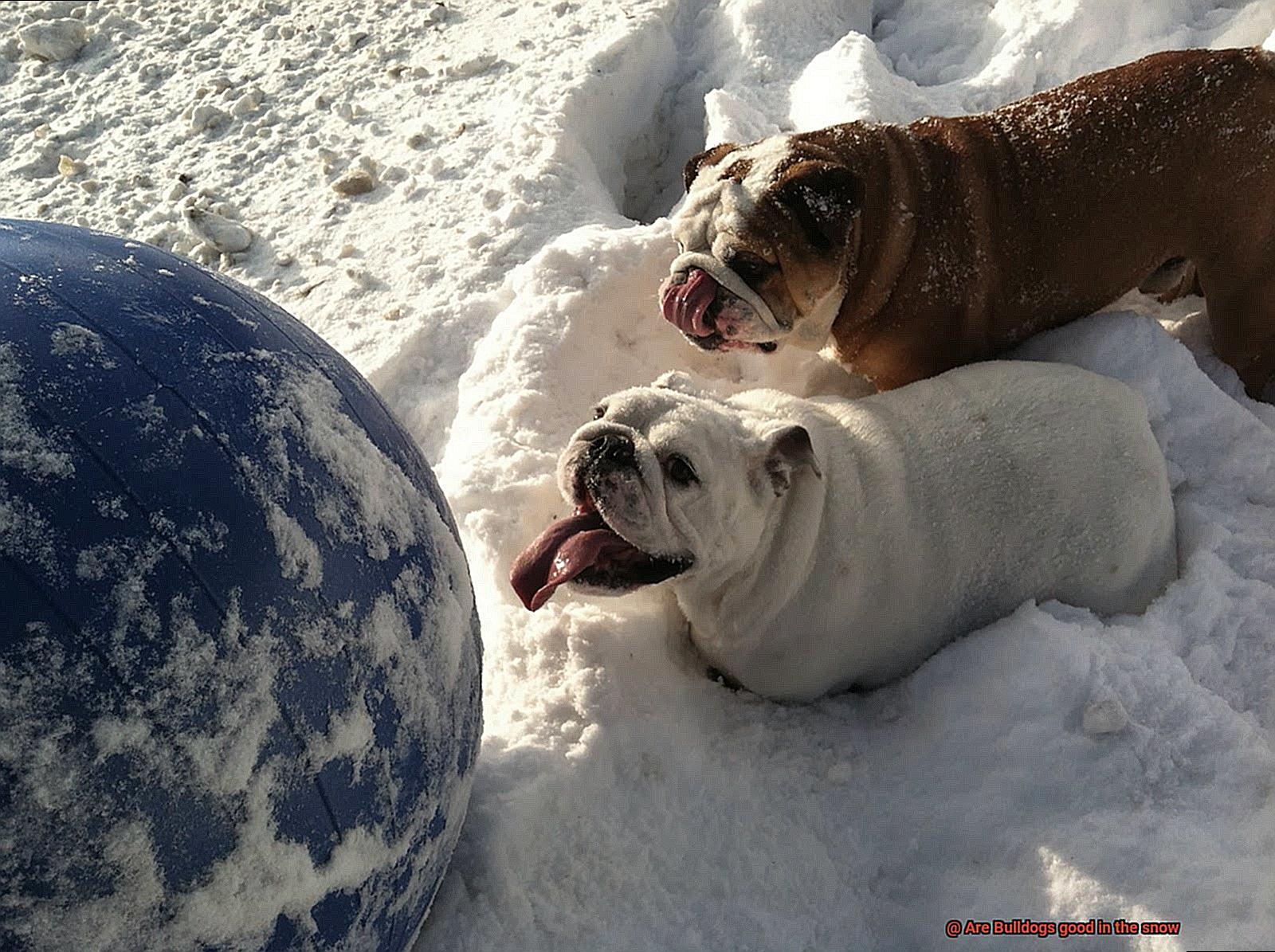 Are Bulldogs good in the snow-13