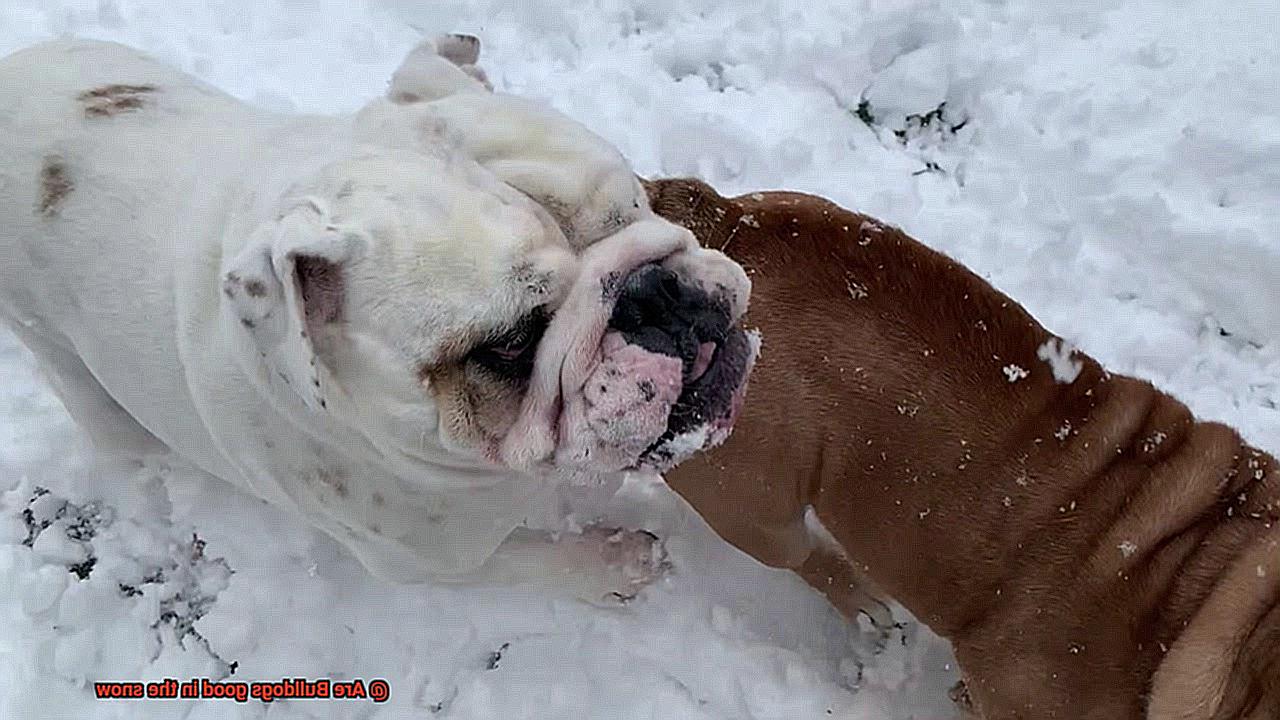 Are Bulldogs good in the snow-3