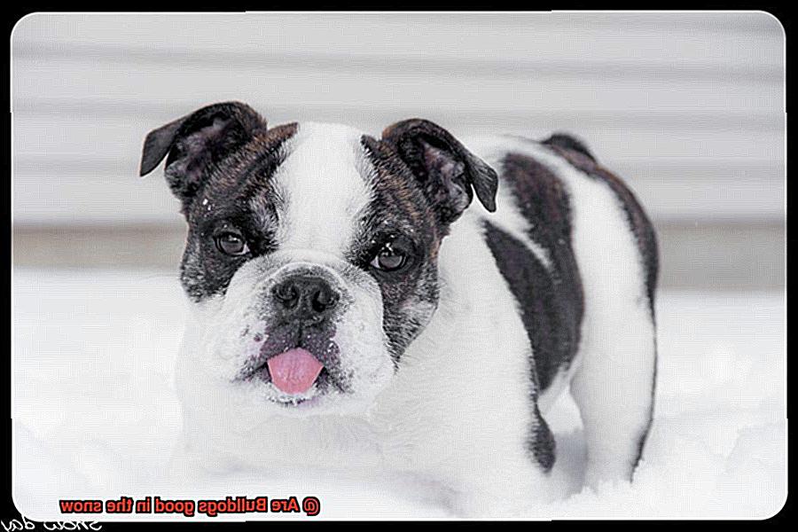 Are Bulldogs good in the snow-7