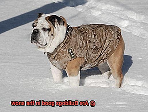 Are Bulldogs good in the snow-9