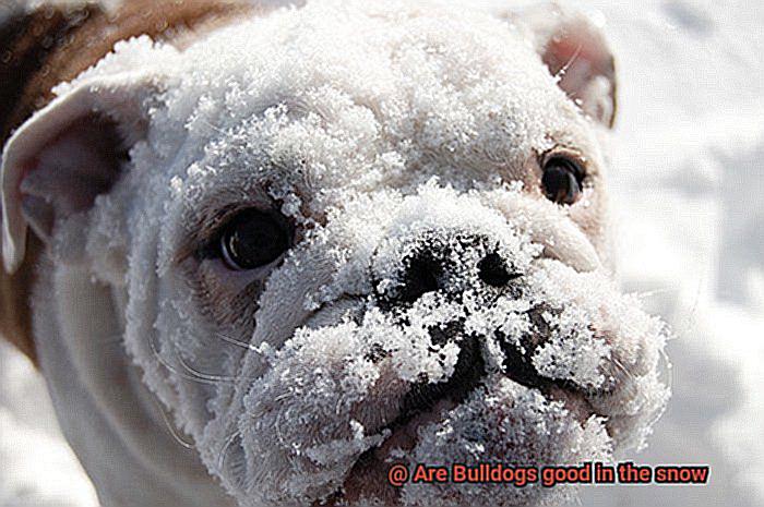 Are Bulldogs good in the snow-2