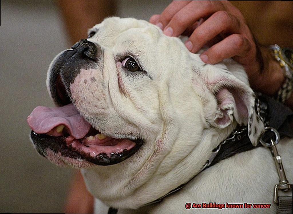 Are Bulldogs known for cancer-6