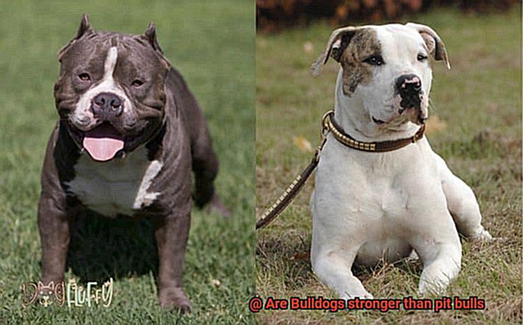 Are Bulldogs stronger than pit bulls-3