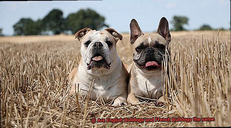 Are English Bulldogs and French Bulldogs the same-6