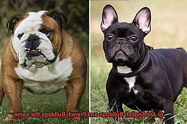 Are English Bulldogs and French Bulldogs the same-5