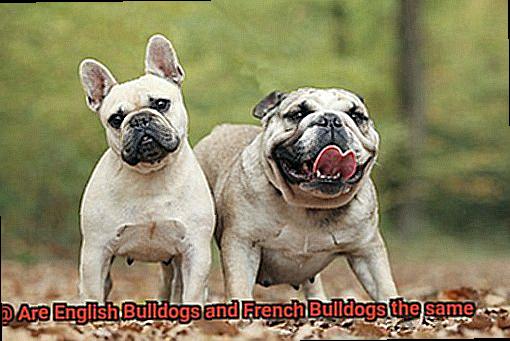 Are English Bulldogs and French Bulldogs the same-7