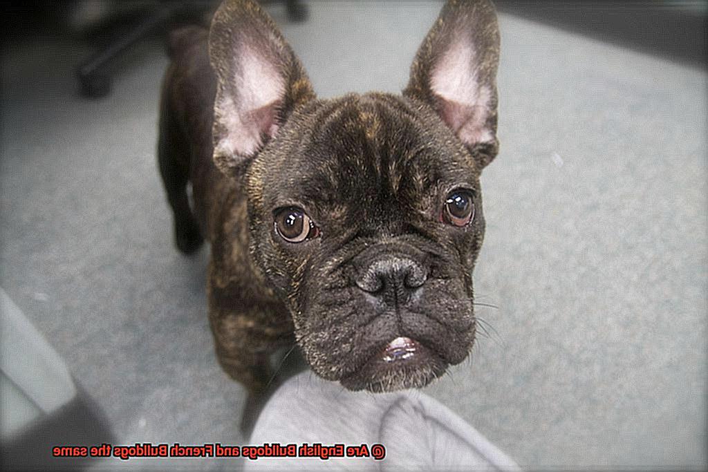 Are English Bulldogs and French Bulldogs the same-2