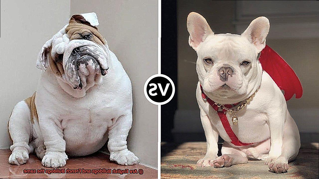 Are English Bulldogs and French Bulldogs the same-8