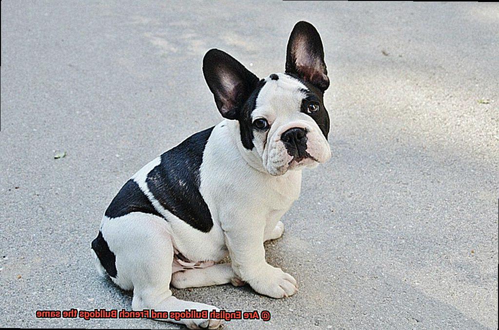 Are English Bulldogs and French Bulldogs the same-4