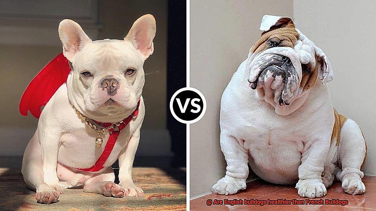 Are English bulldogs healthier than French Bulldogs-6