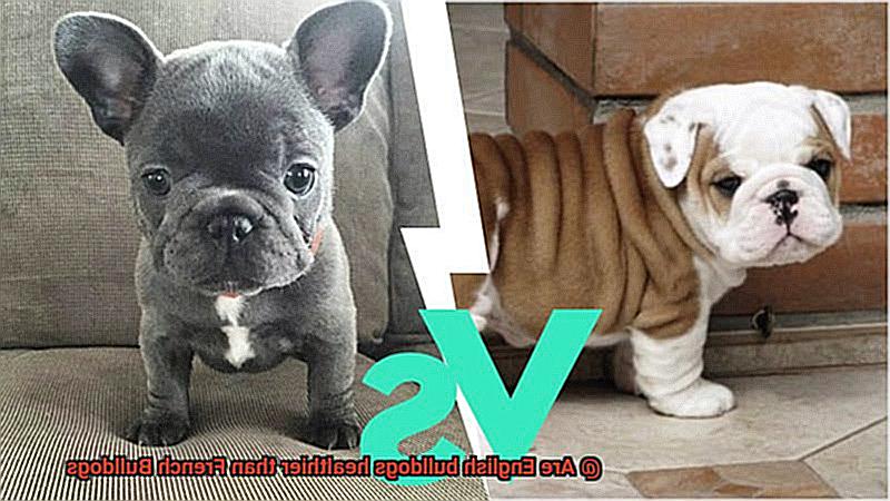 Are English bulldogs healthier than French Bulldogs-2