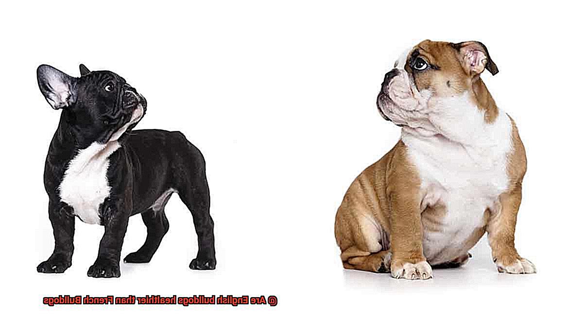 Are English bulldogs healthier than French Bulldogs-3