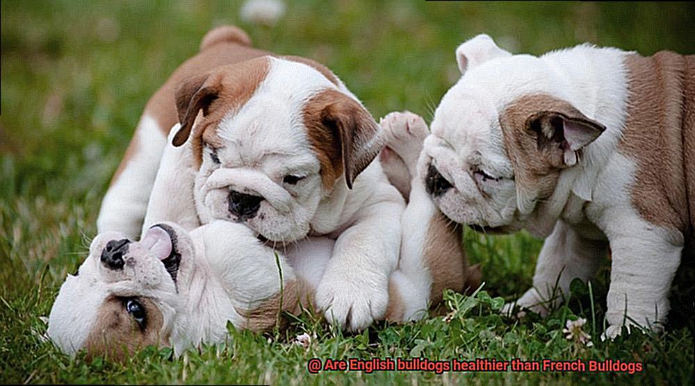 Are English bulldogs healthier than French Bulldogs-4