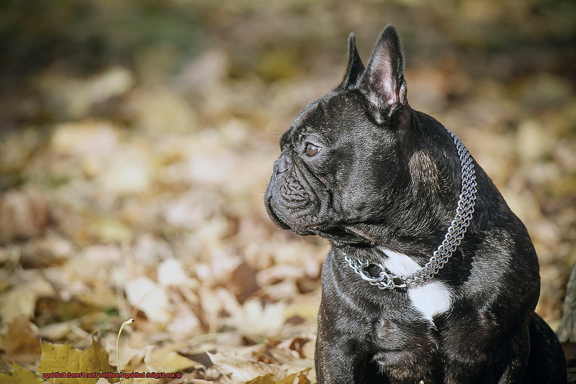 Are English bulldogs healthier than French Bulldogs-5