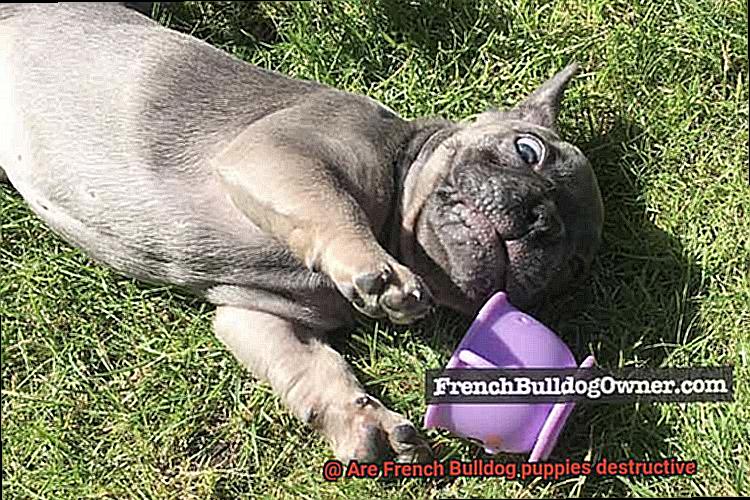 Are French Bulldog puppies destructive-3