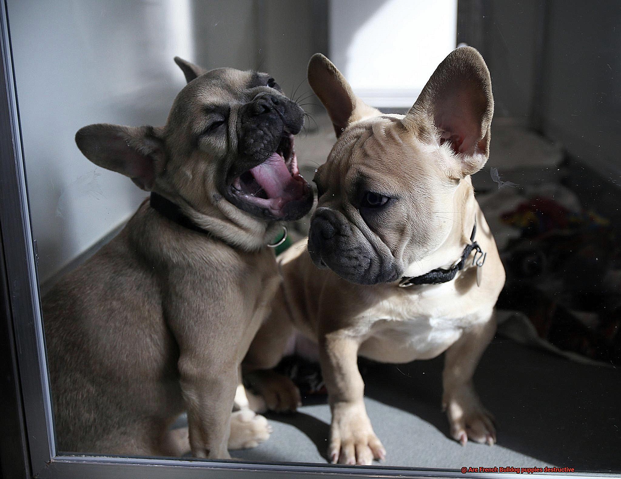 Are French Bulldog puppies destructive-4