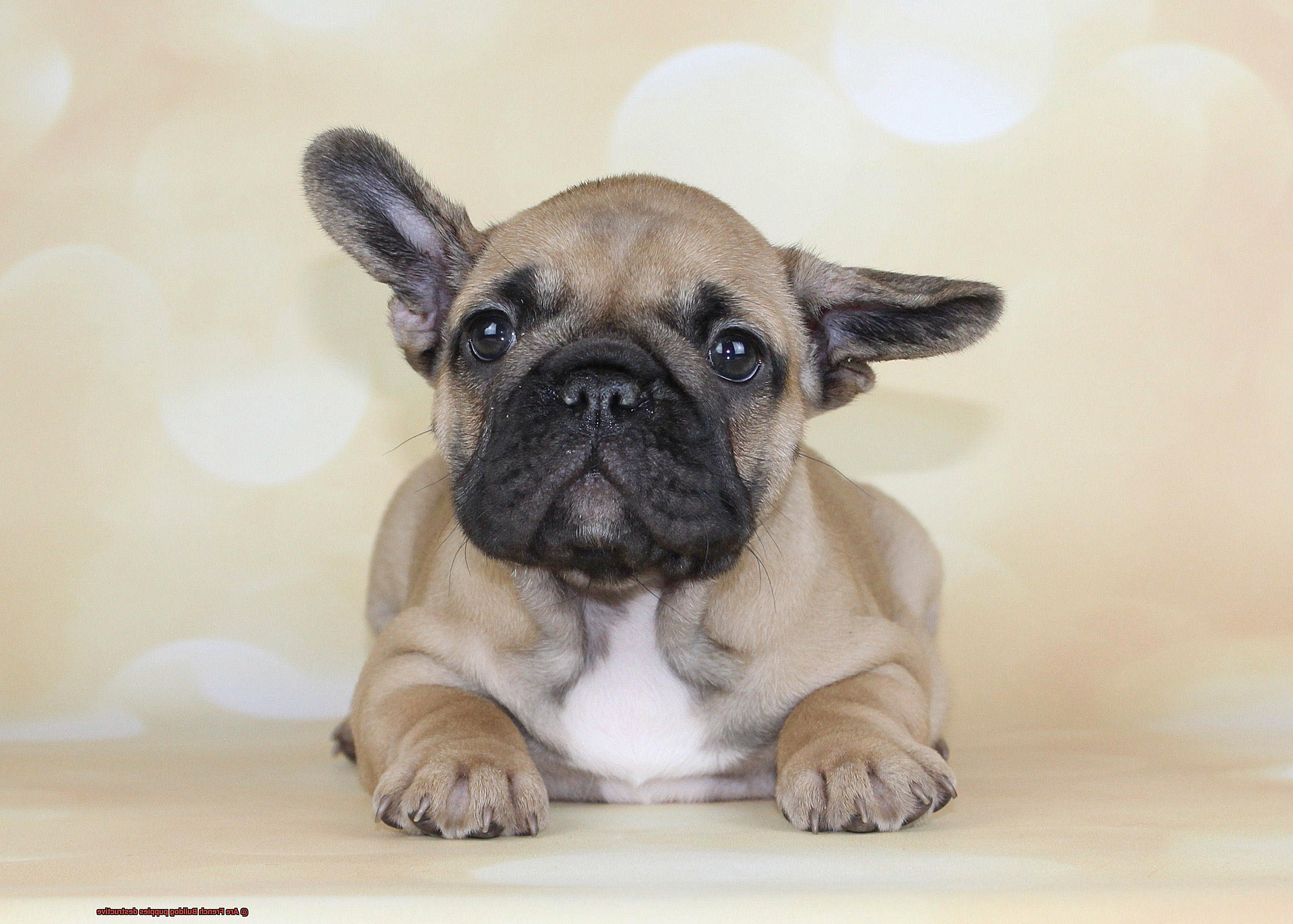 Are French Bulldog puppies destructive-5