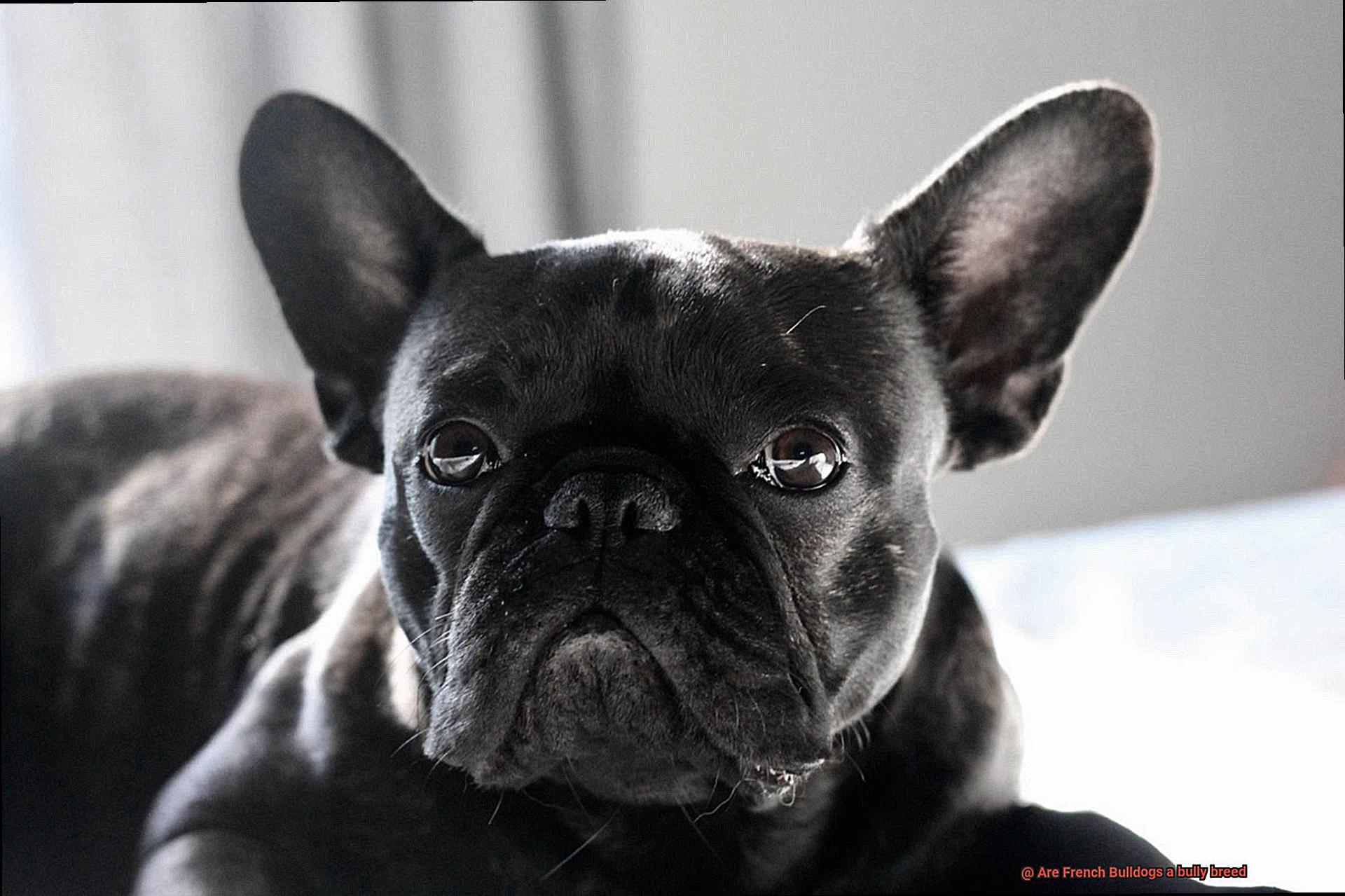 Are French Bulldogs a bully breed-5