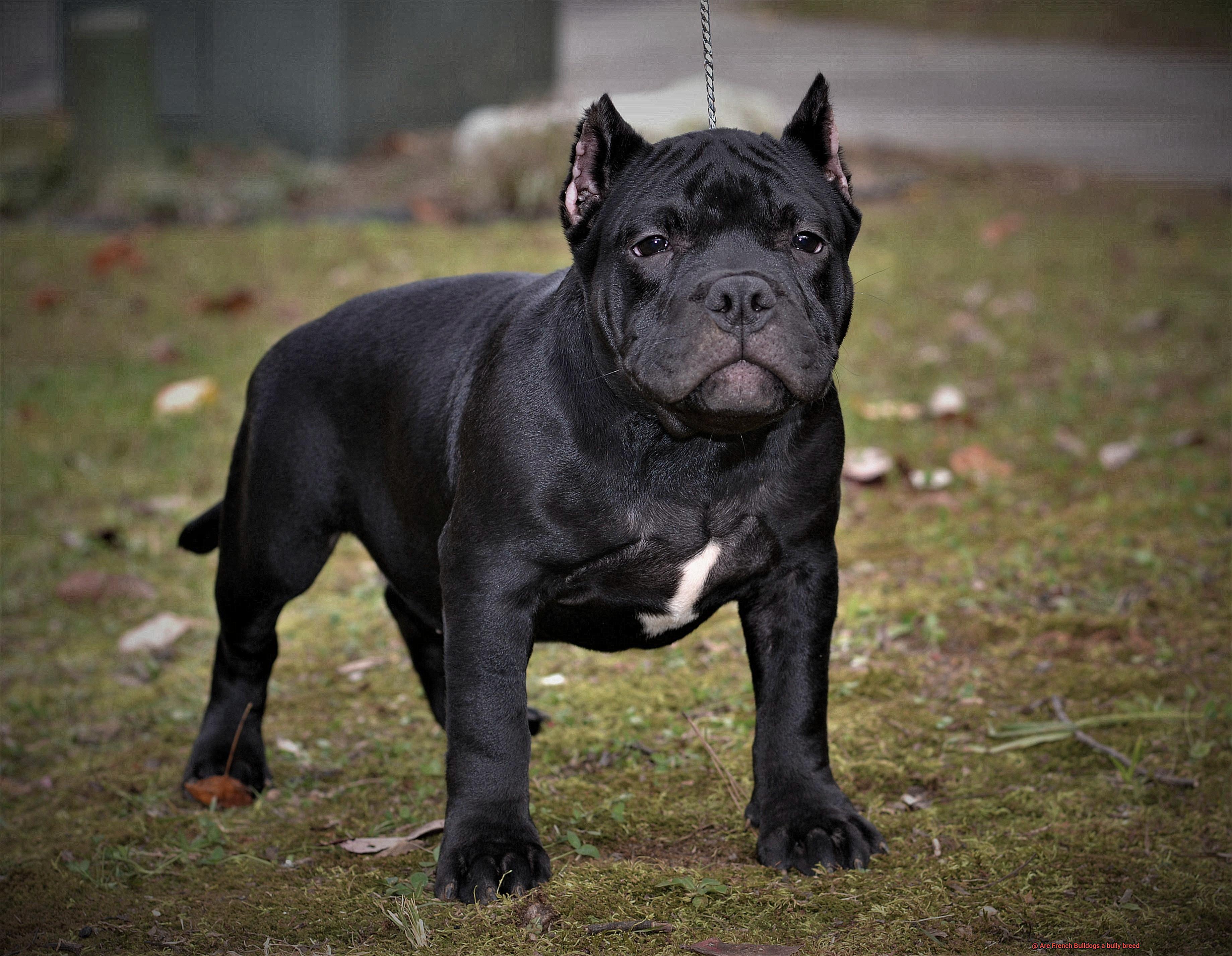 Are French Bulldogs a bully breed-7