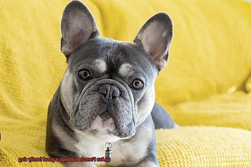 Are French Bulldogs a good family dog-3