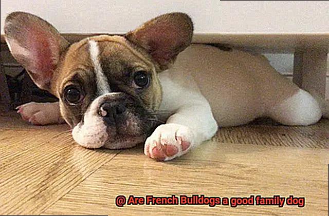 Are French Bulldogs a good family dog-7