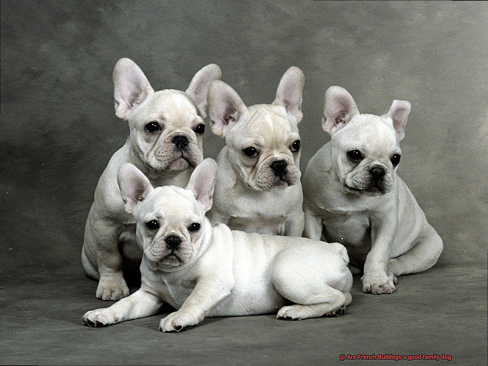 Are French Bulldogs a good family dog-6