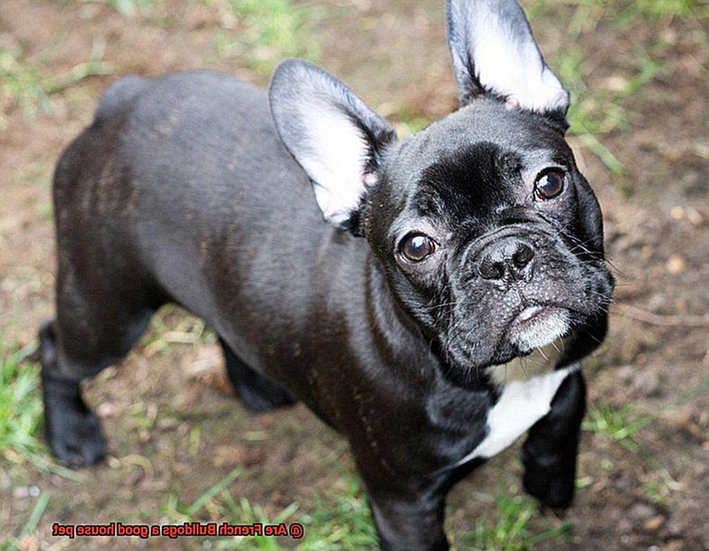 Are French Bulldogs a good house pet-8