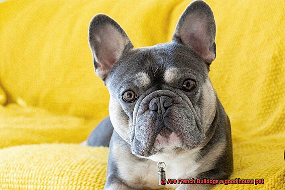 Are French Bulldogs a good house pet-10