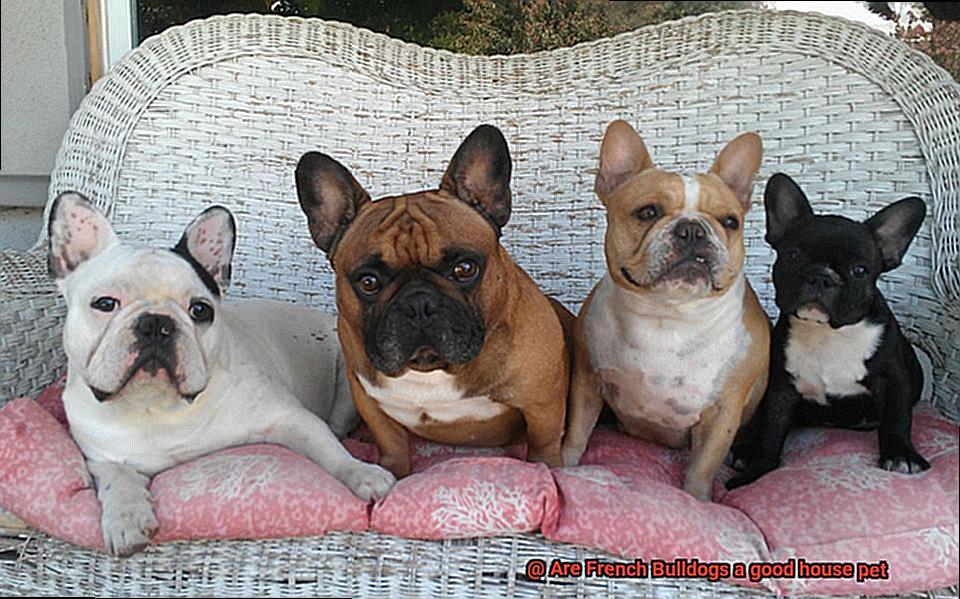 Are French Bulldogs a good house pet-3