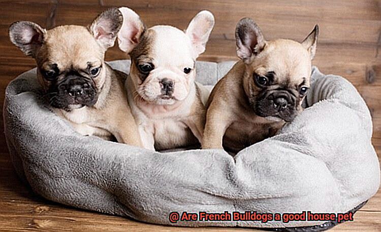 Are French Bulldogs a good house pet-7