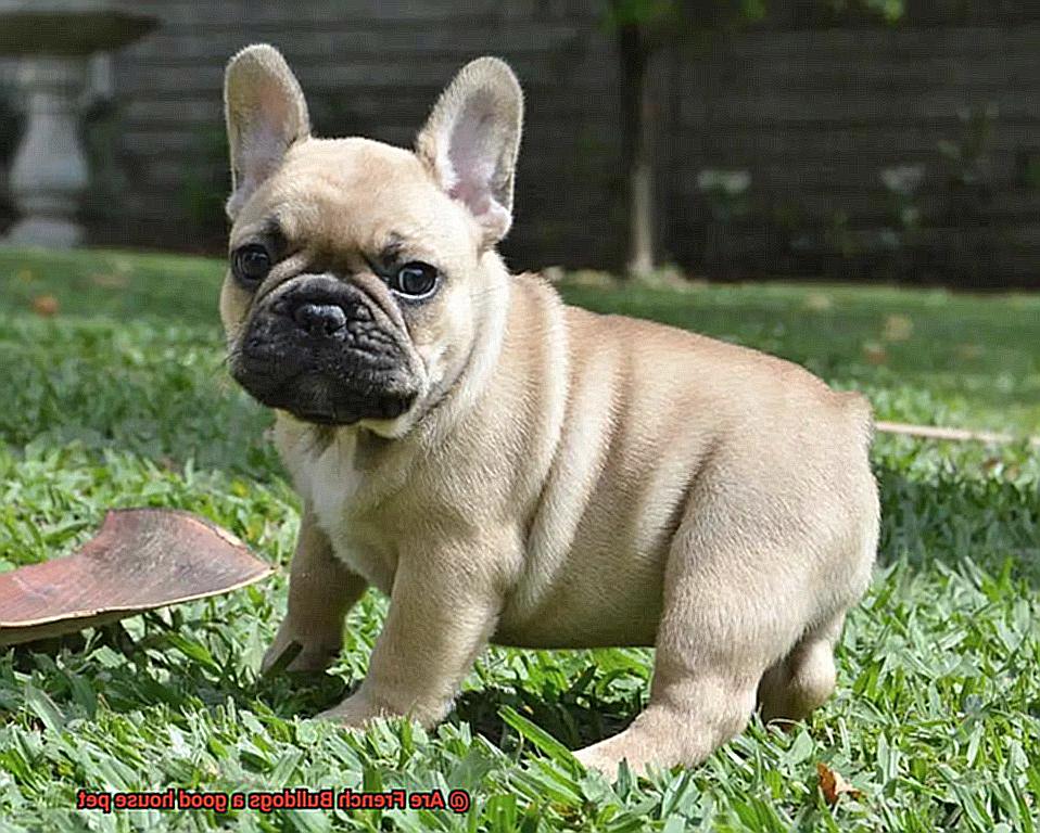 Are French Bulldogs a good house pet-2