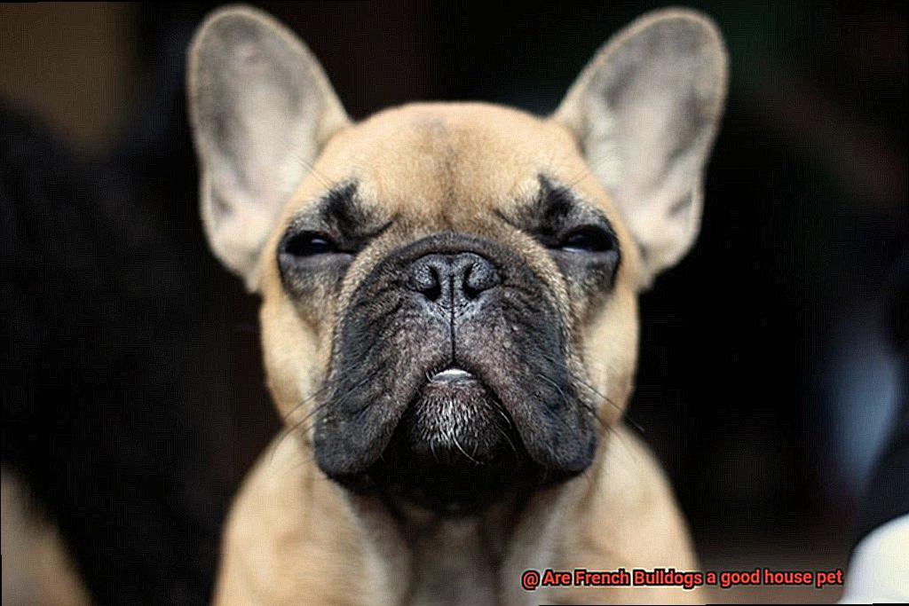 Are French Bulldogs a good house pet-6