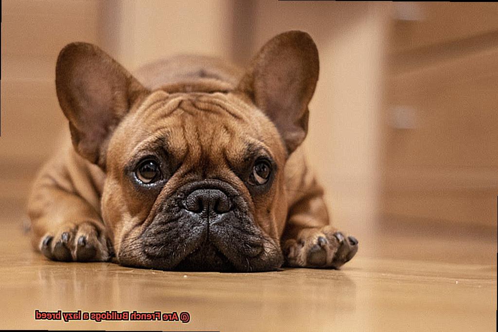 Are French Bulldogs a lazy breed-2