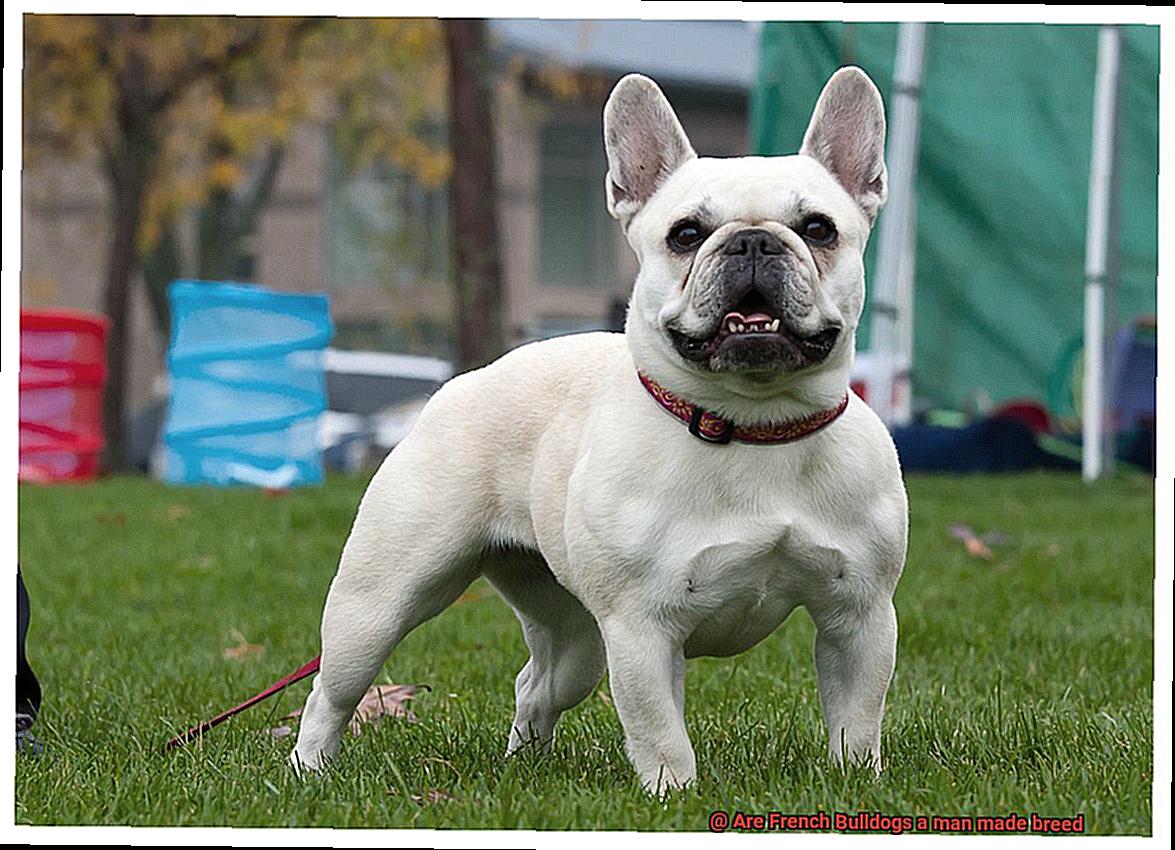 Are French Bulldogs a man made breed-3