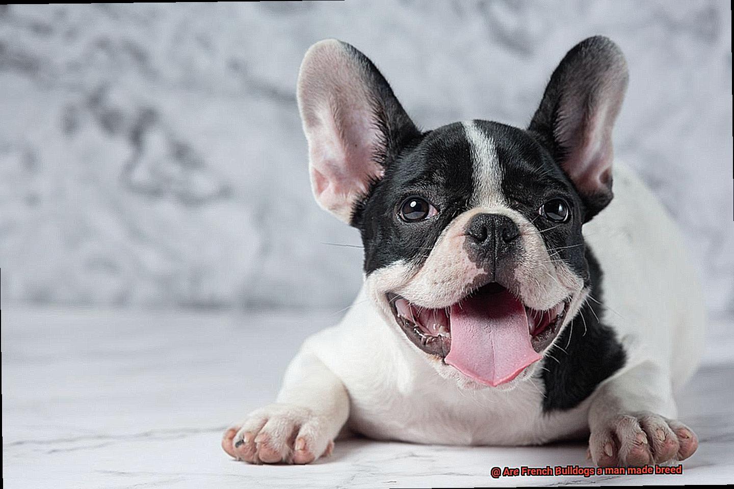 Are French Bulldogs a man made breed-2