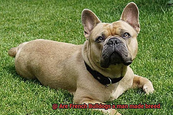 Are French Bulldogs a man made breed-6