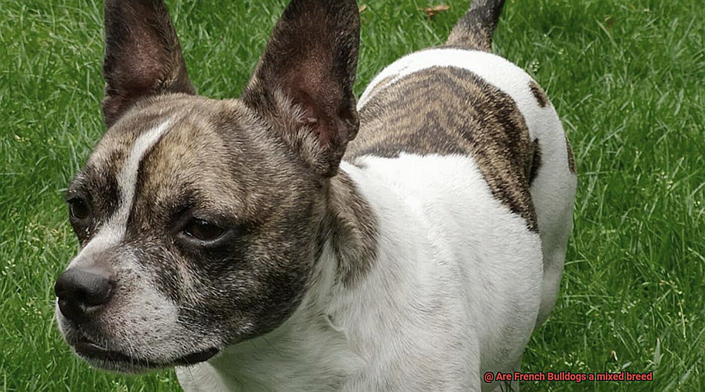 Are French Bulldogs a mixed breed-6