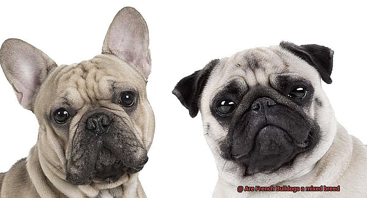 Are French Bulldogs a mixed breed-4