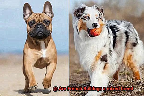 Are French Bulldogs a mixed breed-2