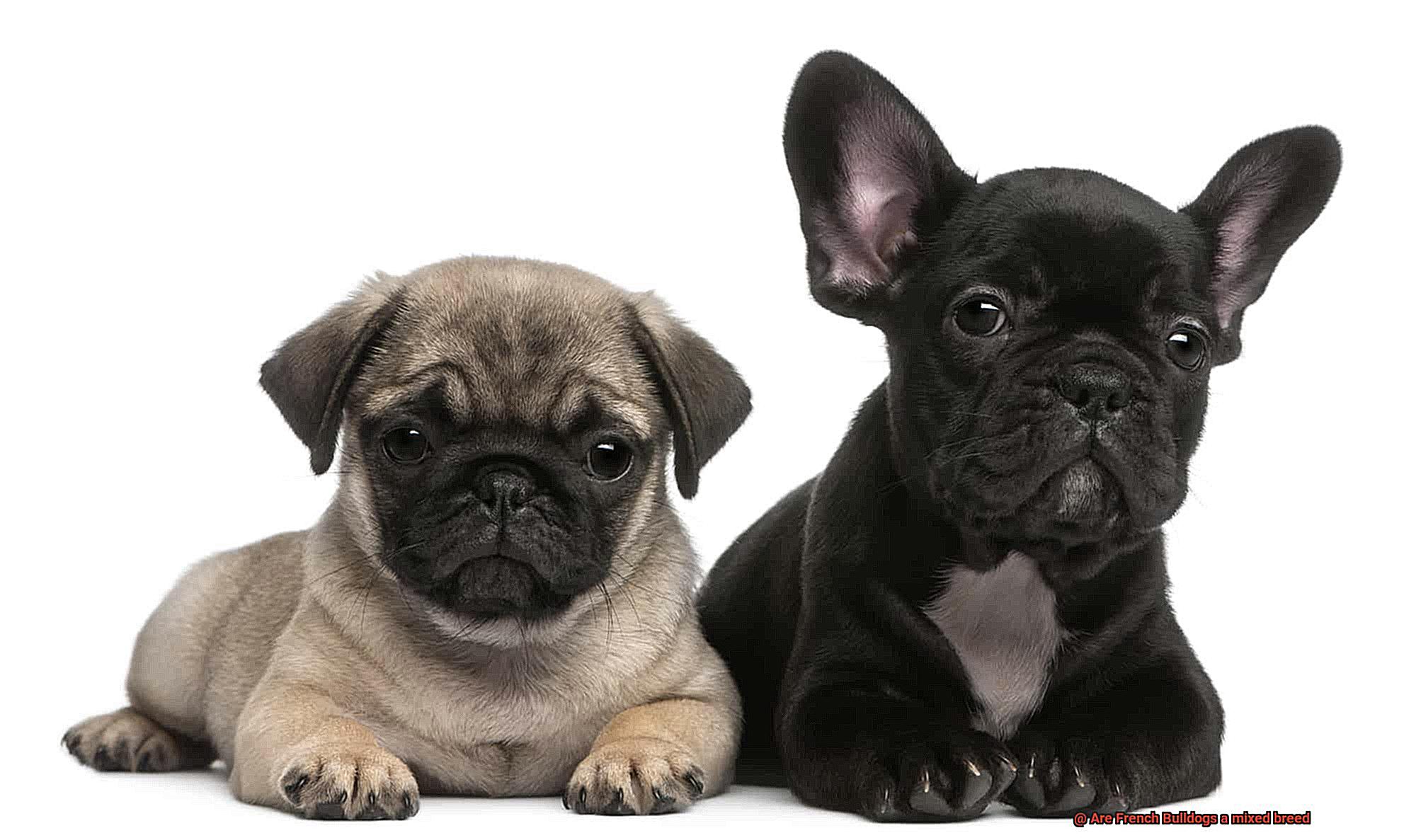 Are French Bulldogs a mixed breed-3