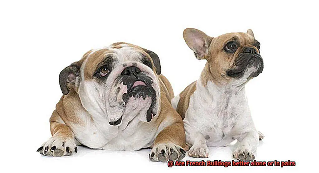 Are French Bulldogs better alone or in pairs-5