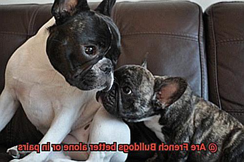 Are French Bulldogs better alone or in pairs-2