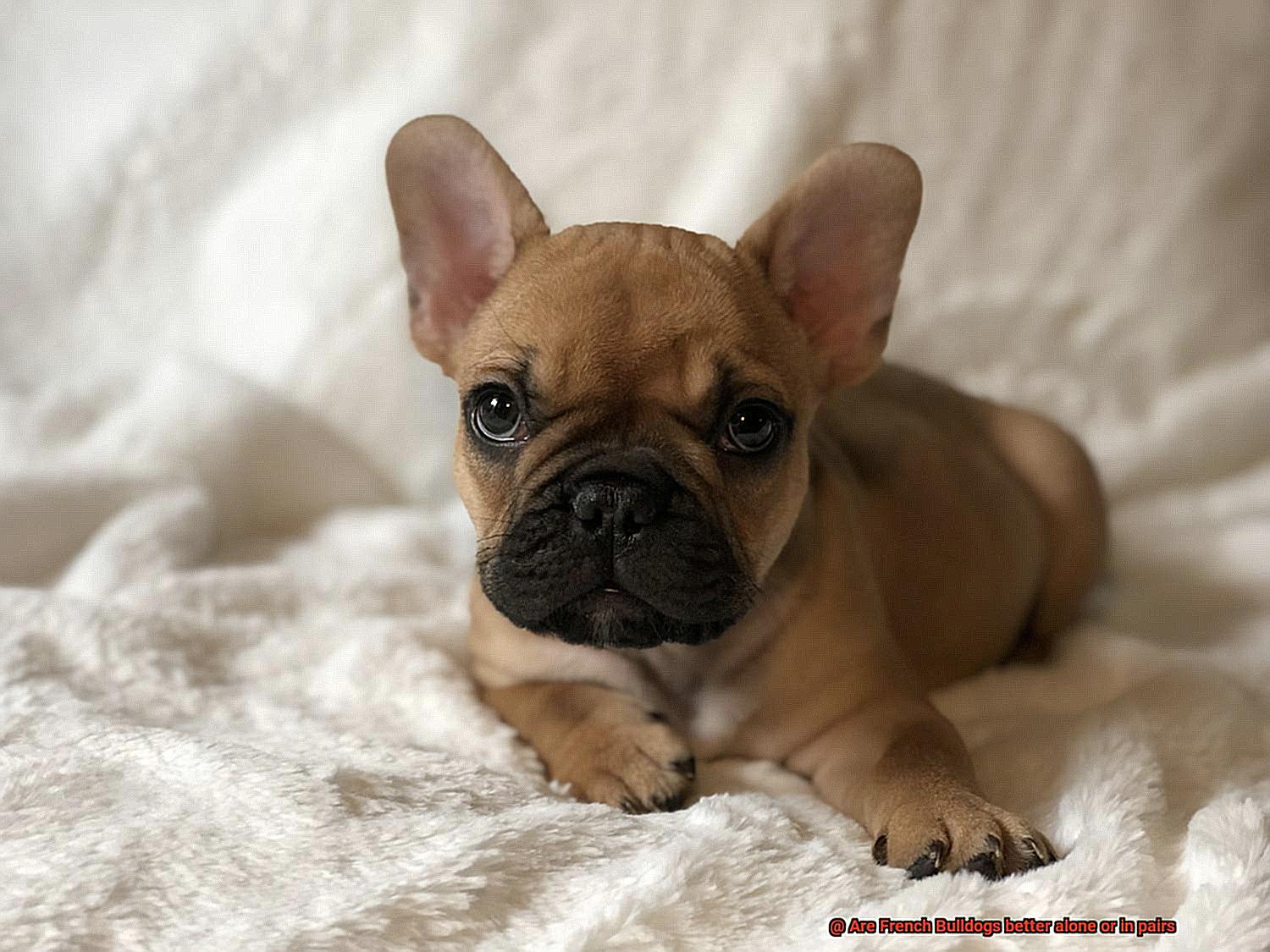 Are French Bulldogs better alone or in pairs-3