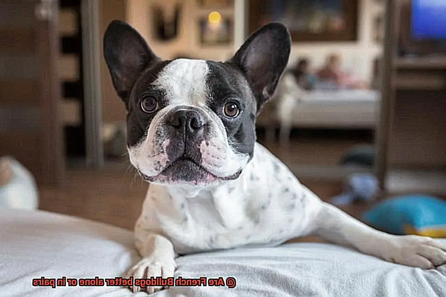Are French Bulldogs better alone or in pairs-4