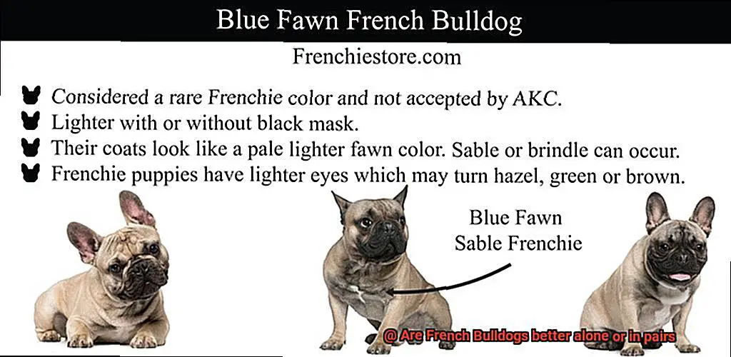 Are French Bulldogs better alone or in pairs-6