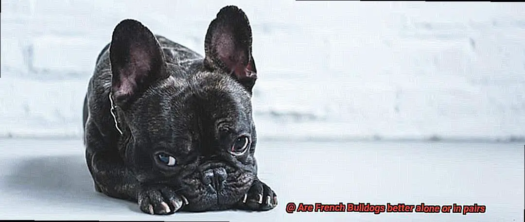 Are French Bulldogs better alone or in pairs-7