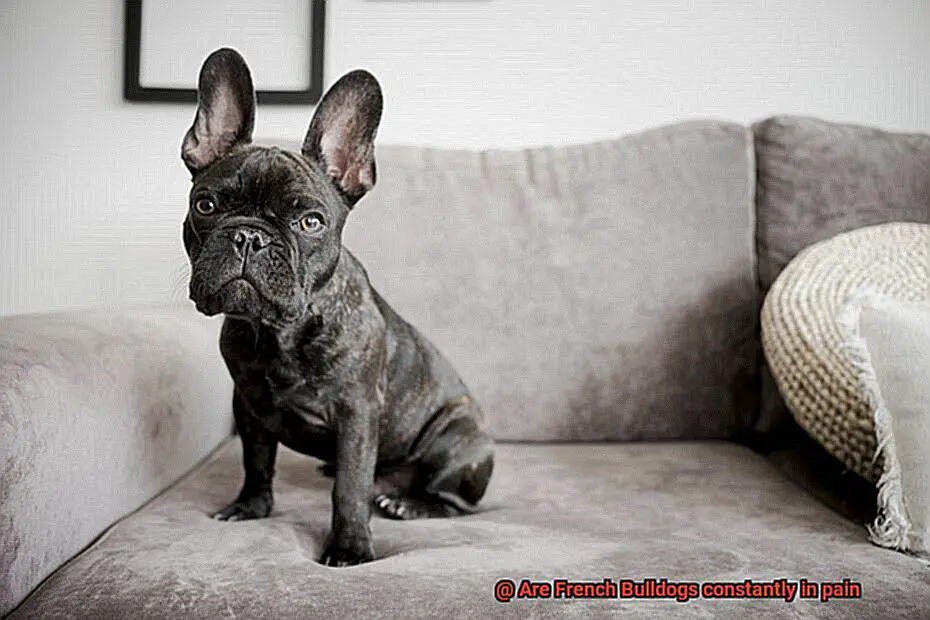 Are French Bulldogs constantly in pain-9